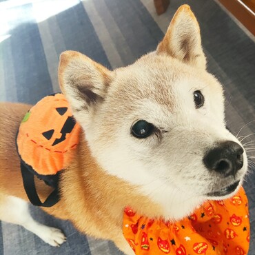 HAPPY　HALLOWEEN〜パンパンPUMPKIN♪