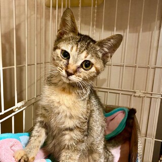 推定5ヶ月、小さめの女の子です