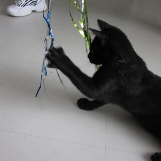 やんちゃ盛りのクロネコちゃんです。