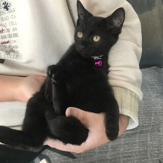 3か月程度の子猫①黒猫