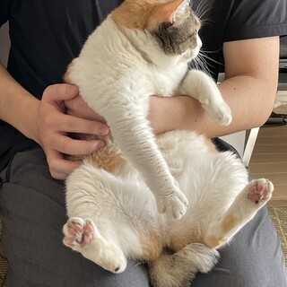 まるまる癒しフォルムの三毛の女の子