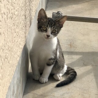 7月産まれ子猫1匹と母親猫