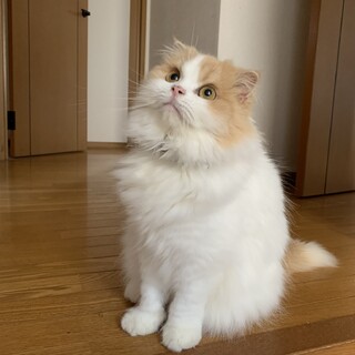 スコティッシュフォールド 長毛