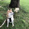 の写真