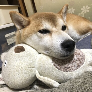 お気に入りのぬいぐるみ