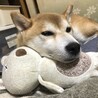 お気に入りのぬいぐるみ