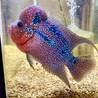 うちに来た頃