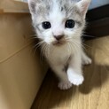 グレーの子猫