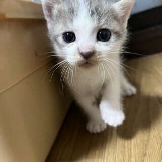 グレーの子猫