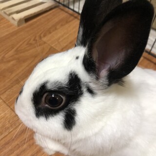 一歳の男の子。臆病だけど愛らしいミニウサギです。