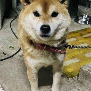 元気いっぱい！　ジョンジョン