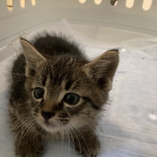 生後1ヶ月の男の子