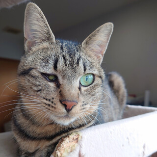 人間大好き！ココ嬢です！