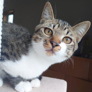 やんちゃ小僧！テト坊です！