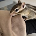 シマリス(沢山のご応募ありがとうございました)