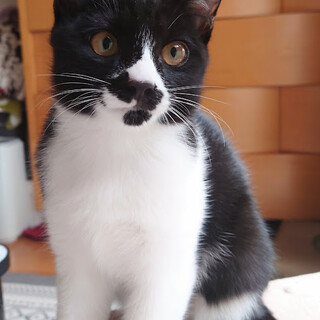 控え目女子！ビビたんです！