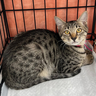 ☆美猫キジトラ女子❤オレンジ系アイズジャスミン