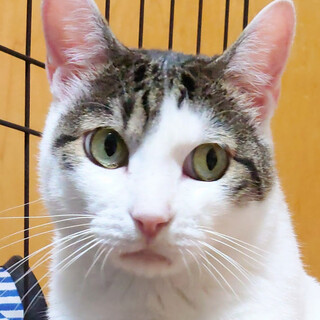 木箱レスキュー！あさひです！