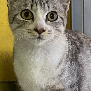 6ヶ月くらいのグレーの縞の女の子