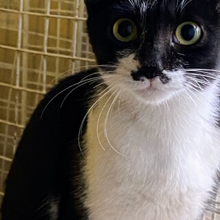 6ヶ月くらいの黒白の女の子