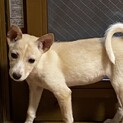 2兄妹朝陽ちゃんの家族を探しています