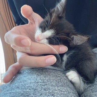 元気な子猫です！【一時取りやめます】