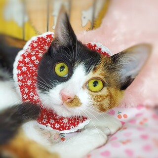 膝上の住人♥️あなたはこの甘えっぷりに耐えられる？