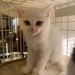 可愛い白猫マキマちゃん２ヶ月