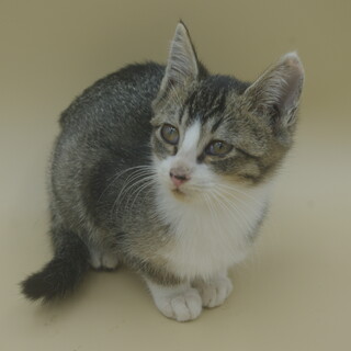 3ヶ月くらいの子猫です。グレーの男の子(訂正)