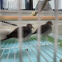 ウスユキバトのペア おはぎサイズのハト