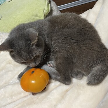 はろうぃん(・・?)