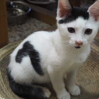 やんちゃな甘えん坊　岡かっぱ君