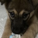 可愛い3兄妹こんぶくんの家族を探しています