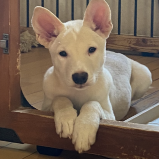 甘えたがり＊チマの家族を探しています