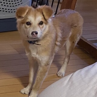 優しい子です✴︎マッチの家族を探してます。