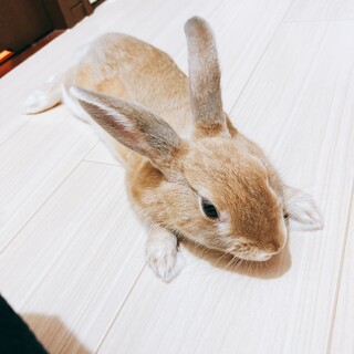 ミニウサギ　2022年2月生まれオス