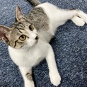 甘えん坊のメイちゃん