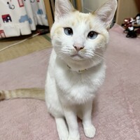 小白(こはく)