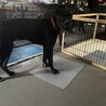 カネコルソの７ヶ月の子たち サムネイル3