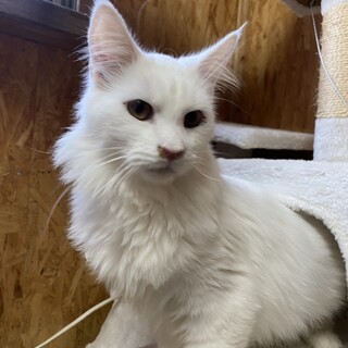 あいらぶごはん！の甘えたさんのビッグボーイ