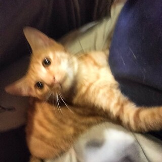 人なれ抜群ひざのり茶トラ君３か月半好奇心旺盛