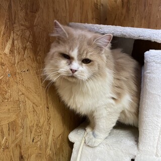 甘えたさんの可愛い親方