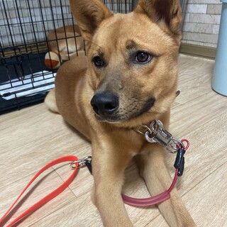 飼い主から飼育放棄されてしまった子です。