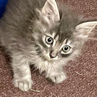 ふわふわグレーシマ☆人馴れ抜群☆ひすいちゃん2か月