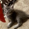 ふわふわグレーシマ☆人馴れ抜群☆ひすいちゃん2か月 サムネイル2