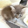 ふわふわグレーシマ☆人馴れ抜群☆ひすいちゃん2か月 サムネイル4