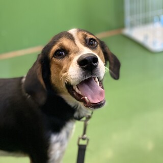 ポインタービーグルミックス1歳あけびちゃん