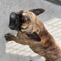 繁殖犬