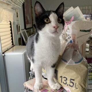 猫初心さんにお勧め！穏やかで優しいハチワレホシ君