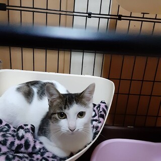 甘えん坊のシロキジちゃん